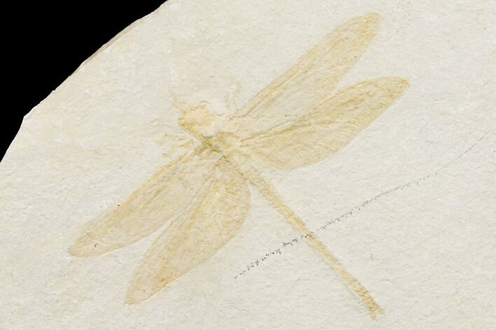 Fossil Dragonfly (Cymatophlebia) - Solnhofen Limestone #146534